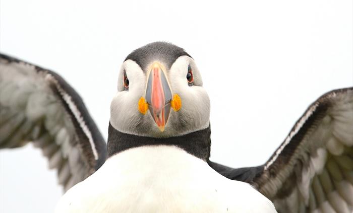 Puffin - Image Credit: Ben Andrew